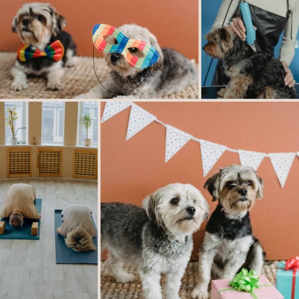 Peaceful - Comfy Dogs - Songs for Dogs to Sleep To