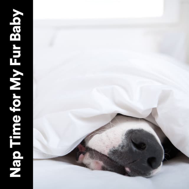 Nap Time for My Fur Baby - Music for Calming Dogs