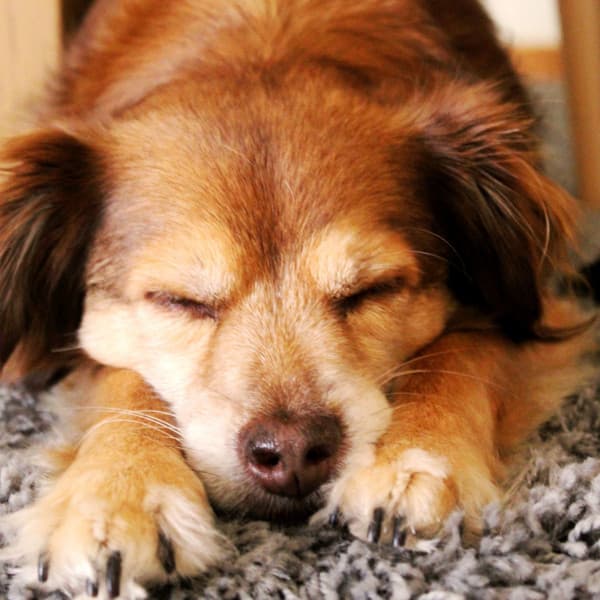 Jazz Ballad - Background Music for Anxious Dogs - Music for Dogs Playlist