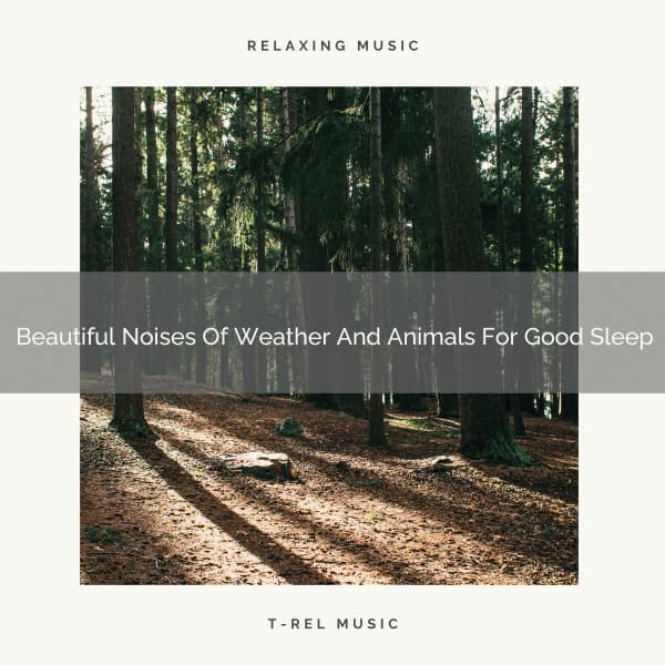 Beautiful Noises Of Weather And Animals For Good Sleep - Sleep Dimension