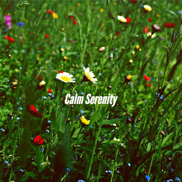 Calm Serenity - Jazz Relajante Clasico