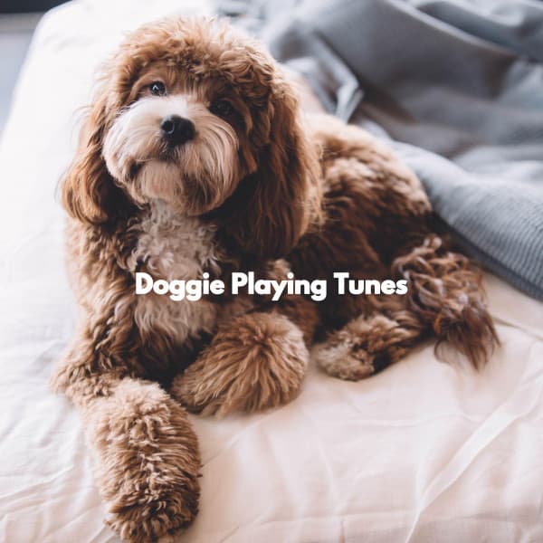 Doggie Playing Tunes - Sunday Evening Music