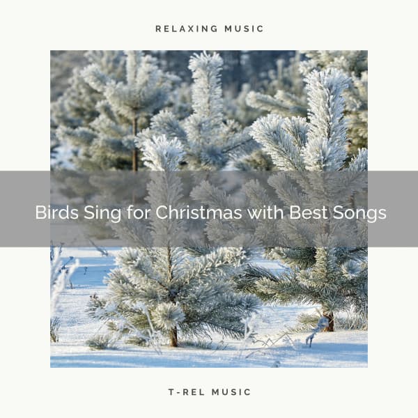 Birds Sing for Christmas with Best Songs - Sounds of Nature Relaxation