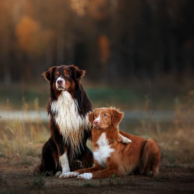 Blissful White Noise Harmony: A Soothing Rain Soundscape for Pets' Sleep - Pet Music