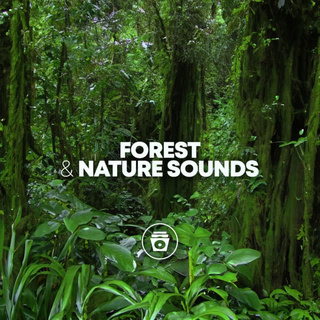 Forest & Nature Sounds - Rainforest Sounds