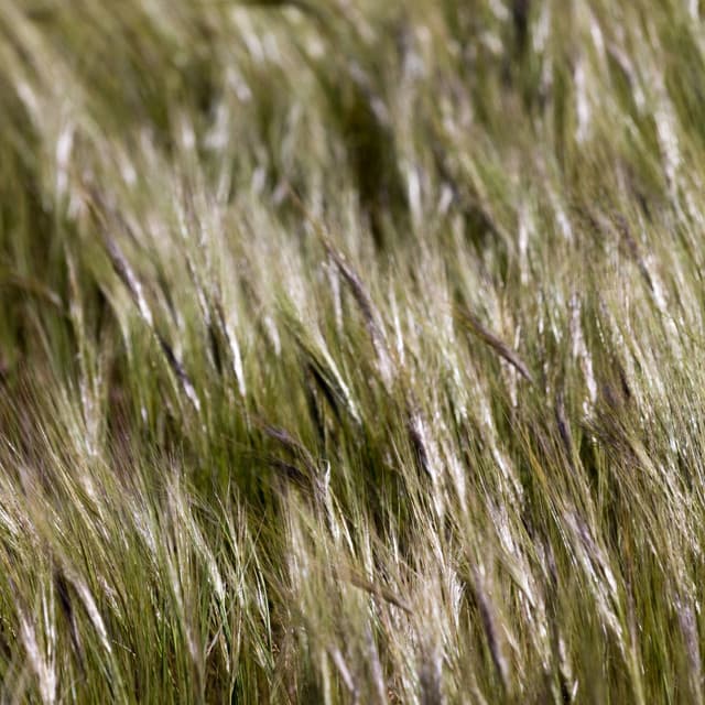 Medic Sounds | Healing - Mindfulness Mediation World