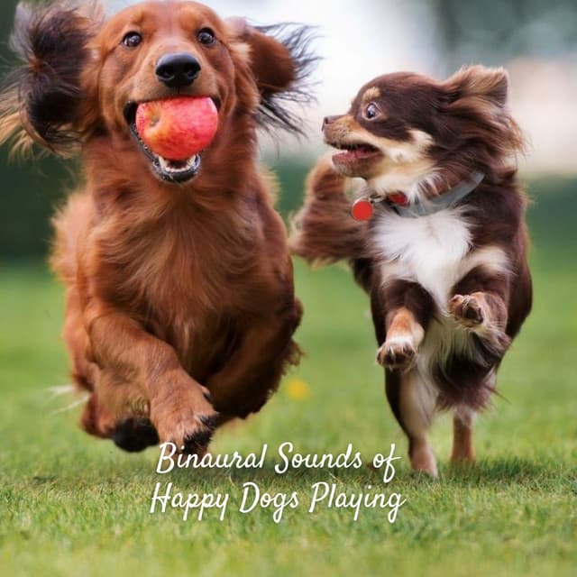 Binaural Sounds of Happy Dogs Playing - Binaural Brain Waves