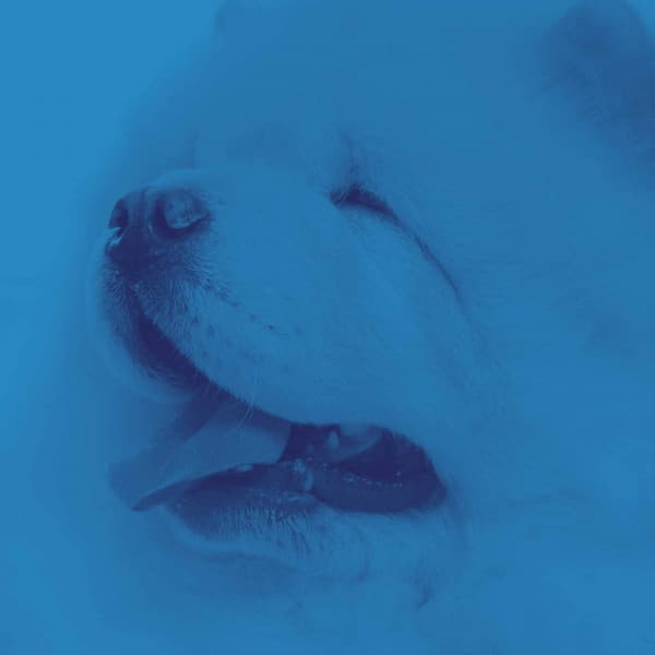 Distinguished Background Music for Puppy Play Jazz - Chill My Pooch