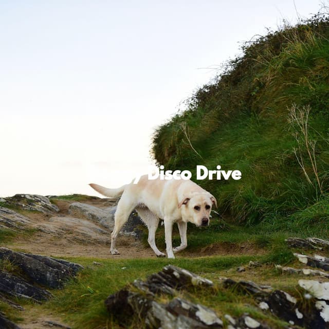 Doggy Disco Drive - Wine Bar Music