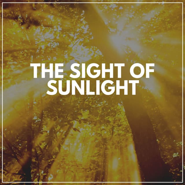 The Sight of Sunlight - Memorable