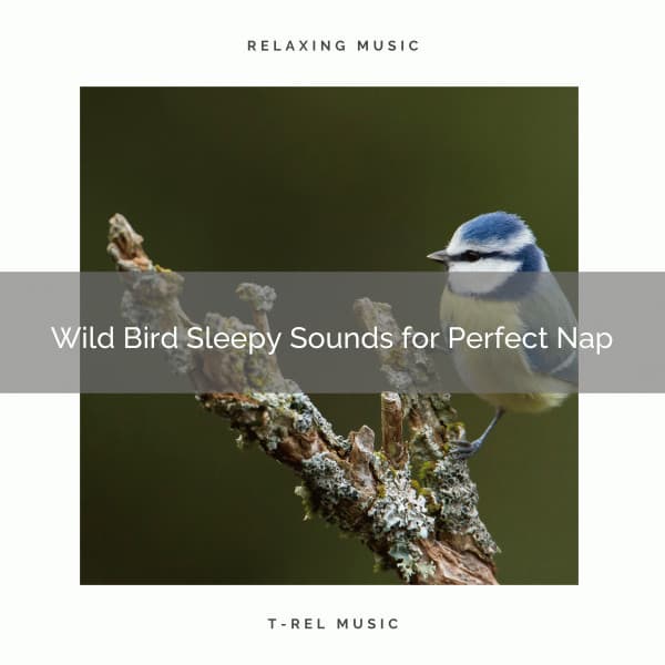 2021 New: Wild Bird Sleepy Sounds for Perfect Nap - Sleep Songs 101