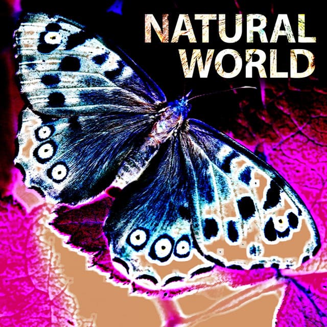 Natural World - Adam Saunders