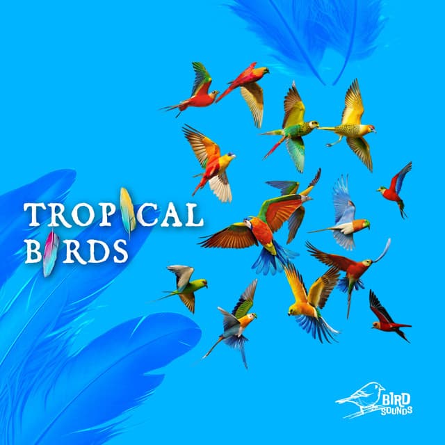 Tropical Birds - Bird Sounds