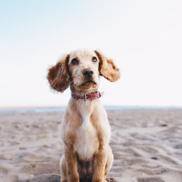 Music for Resting Dogs - Dog Jazz Music