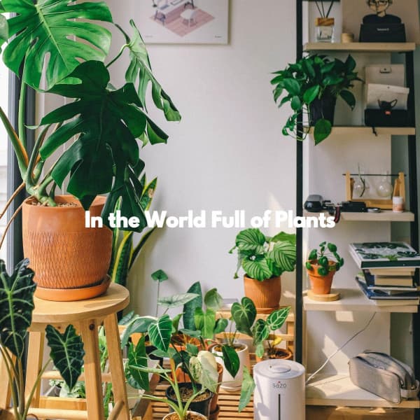 In the World Full of Plants - Dog Sleeping Soundtracks Deluxe
