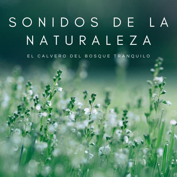 Sonidos De La Naturaleza: El Calvero Del Bosque Tranquilo - Música Para Dormir Inspirada En El Espacio