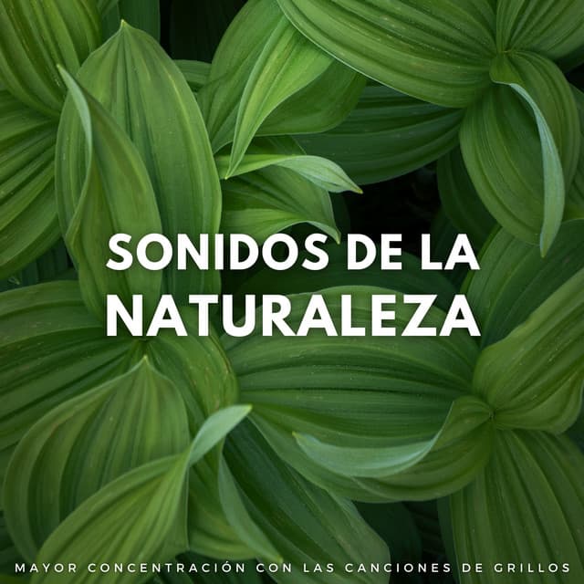 Sonidos De La Naturaleza: Mayor Concentración Con Las Canciones De Grillos - Sonidos de la Naturaleza Relajacion