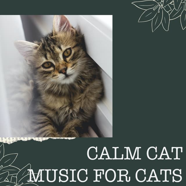 Calm Cat: Music for Cats - Calm Cat