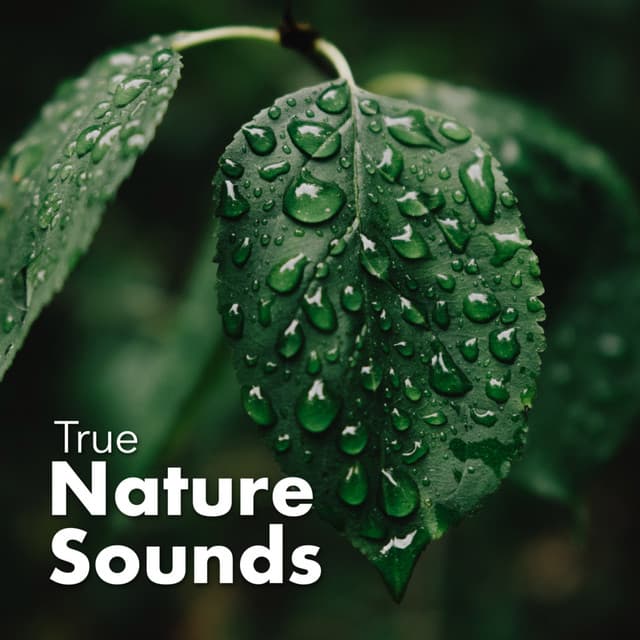 True Nature Sounds - Sounds of Nature Relaxation