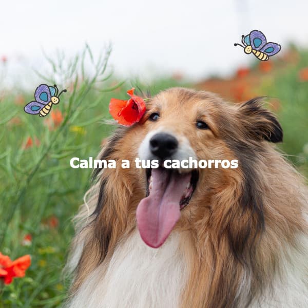 Calma a tus cachorros - Happy Instrumental Jazz
