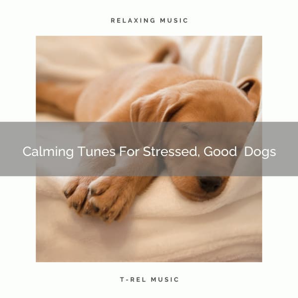 Calming Tunes For Stressed, Good Dogs - Pets Total Relax
