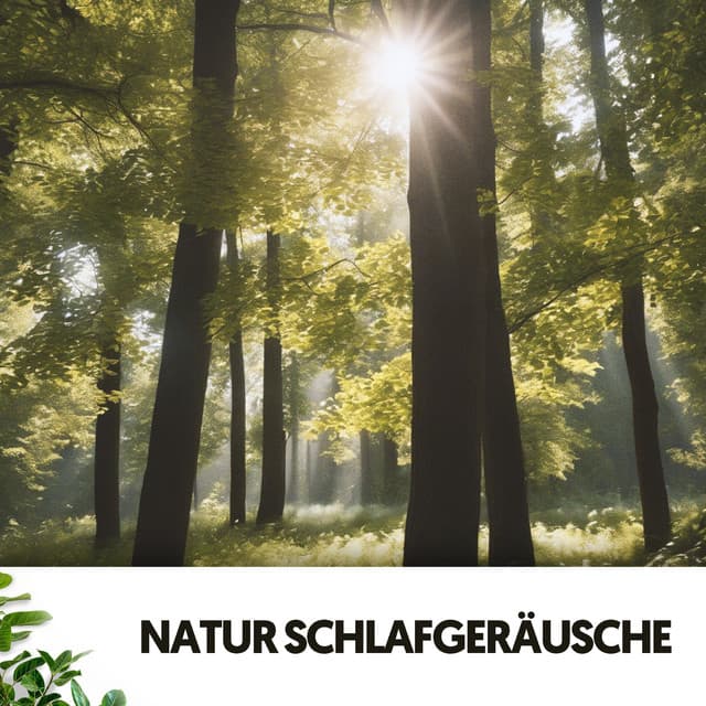 Natur Schlafgeräusche: Träumen in Harmonie - Relajacion
