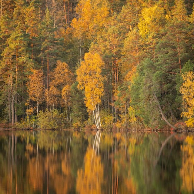 1 Ambient: Mystical Mountain - Baltic Nature Sounds