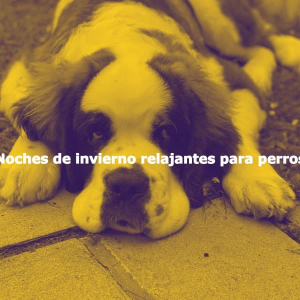 Noches de invierno relajantes para perros - Jazz Vibe Chill Out