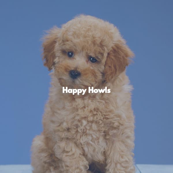 Happy Howls - Soft Jazz Cafe