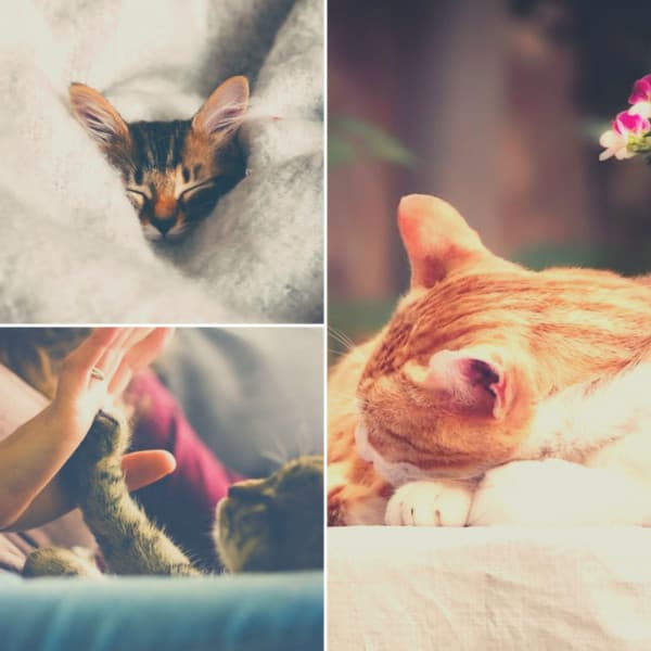Music for Sleepy Kitten - Music for Resting Cats