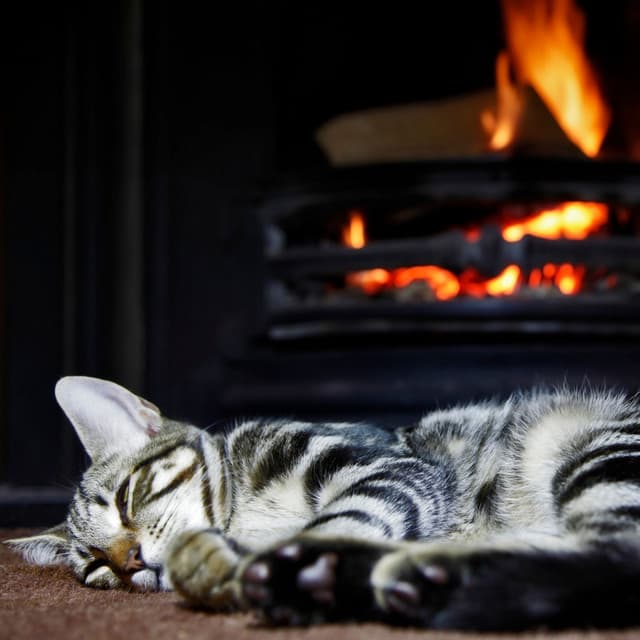 Igniting Purr: Ambient Fire's Cat Naptime - Fireplace FX Studio