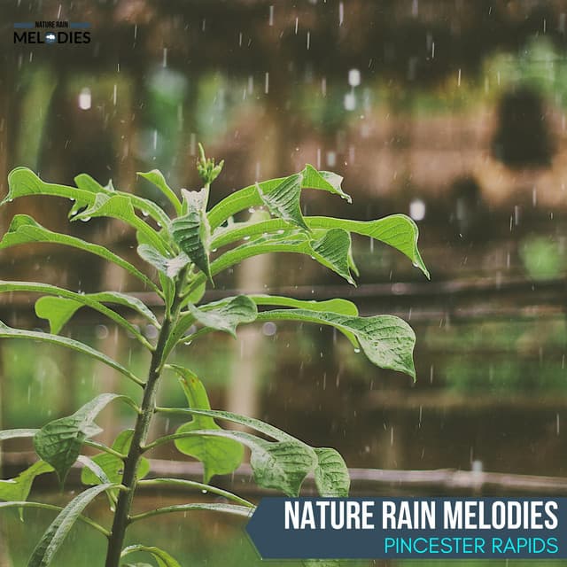 Nature Rain Melodies - Pincester Rapids - The Rain Library