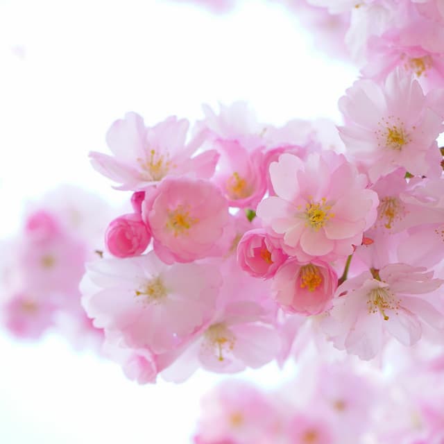 Baby Sleep Sounds: White Noise Sleepy Sounds - Baby Shushing