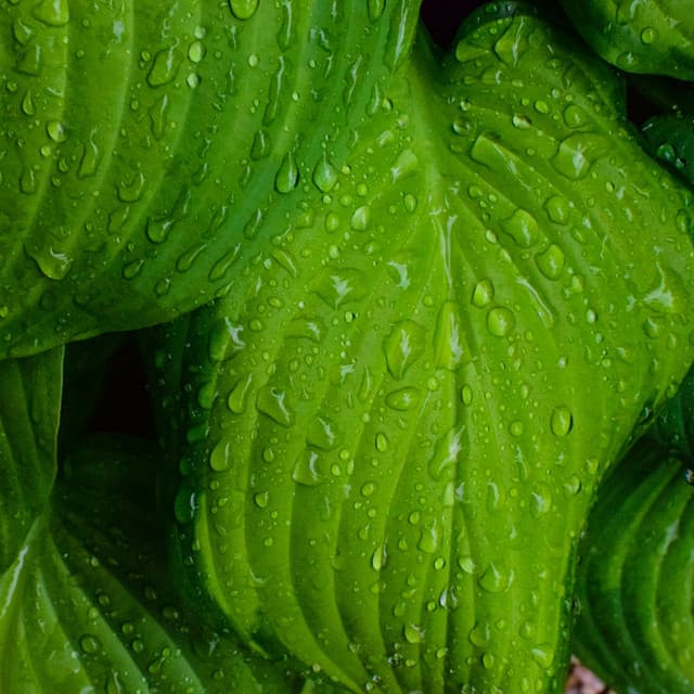 Harmonious Rain Symphony: Raindrops on Leaves - The Magical Drops