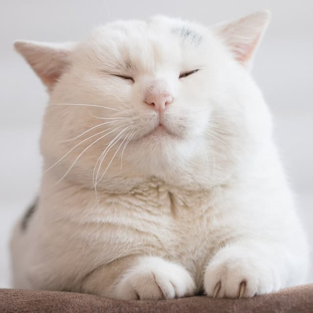 Cat Harmony: Gentle Music to Relax Cats - Lofi Harmony