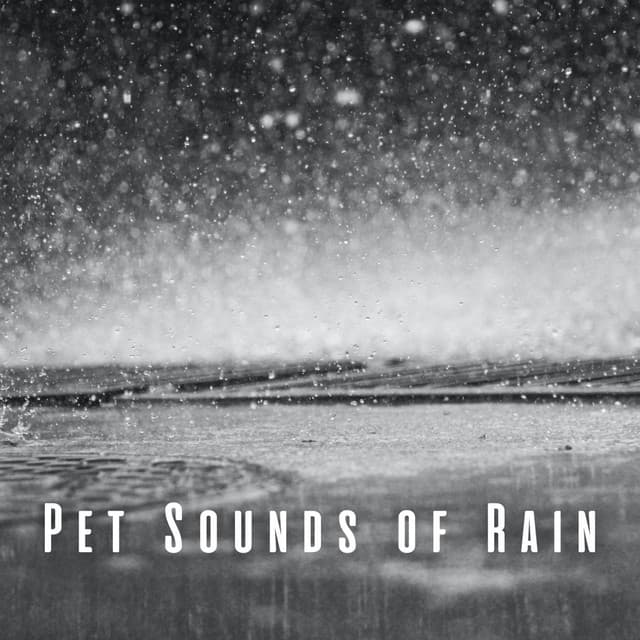 Pet Sounds of Rain: Chill Sounds for Calming Creatures - The Rain Sounds Nature Experts