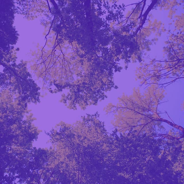 Magnificent Background for Vipassana - Calm Meditation Music