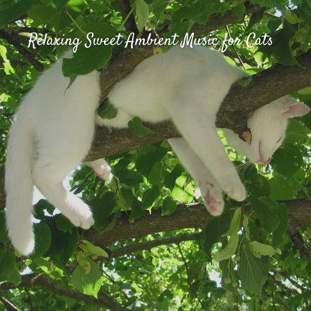 Relaxing Sweet Ambient Music for Cats - Music For Cats