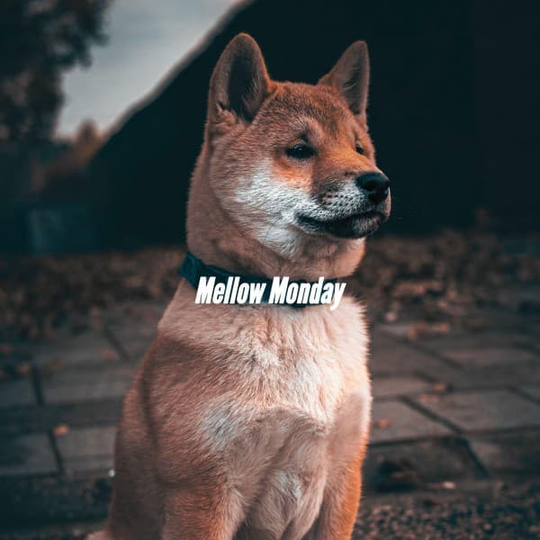 Mellow Monday - Cena Musica Ambiente