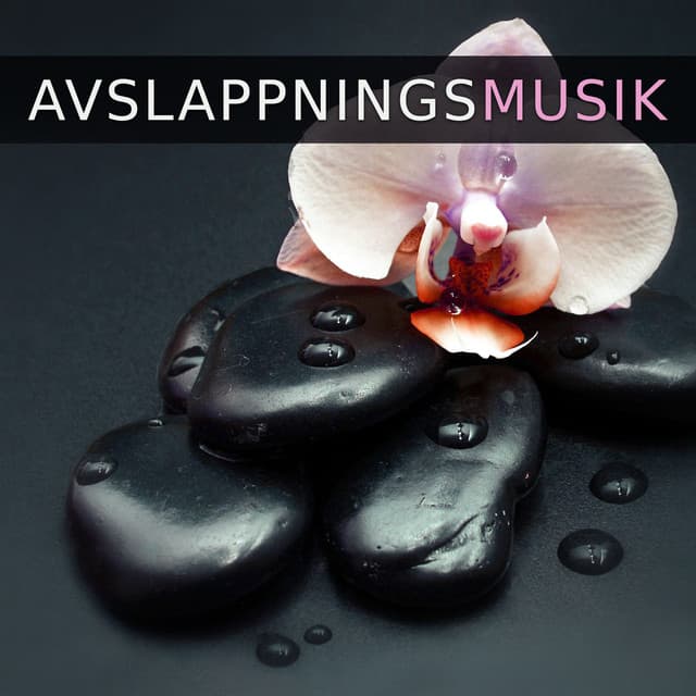 Zen Musik Akademi