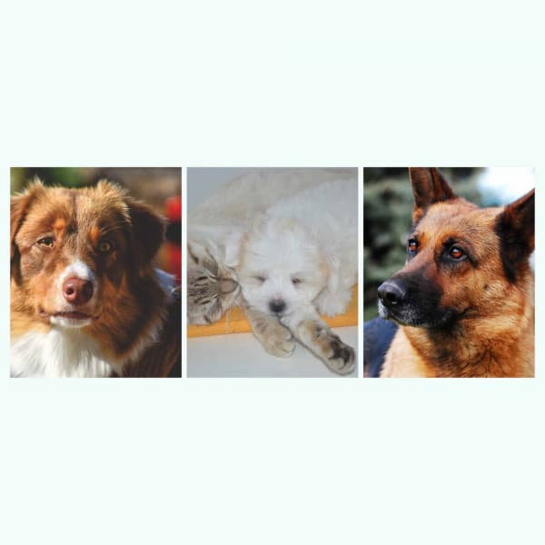 Ambiance for Sweet Doggies - Songs for Dogs to Sleep To