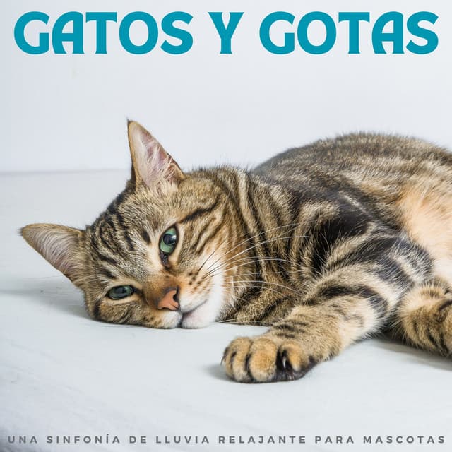Gatos Y Gotas: Una Sinfonía De Lluvia Relajante Para Mascotas - La Fábrica de Lluvia