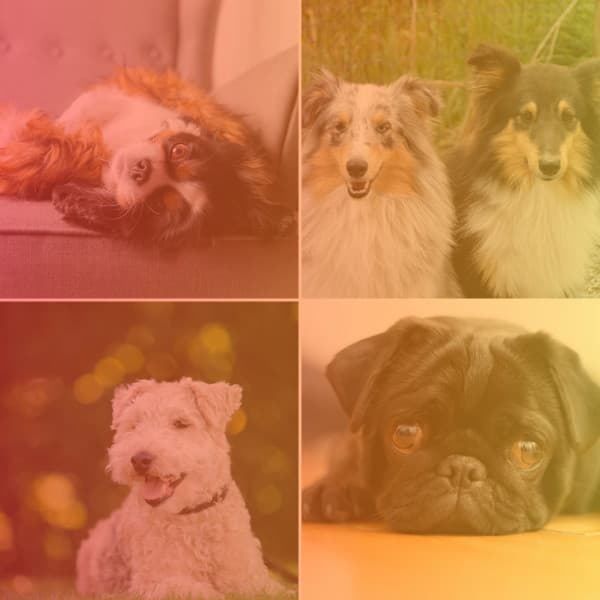 Cultivated Backdrop for Doggy Rest Time - Dog Relax