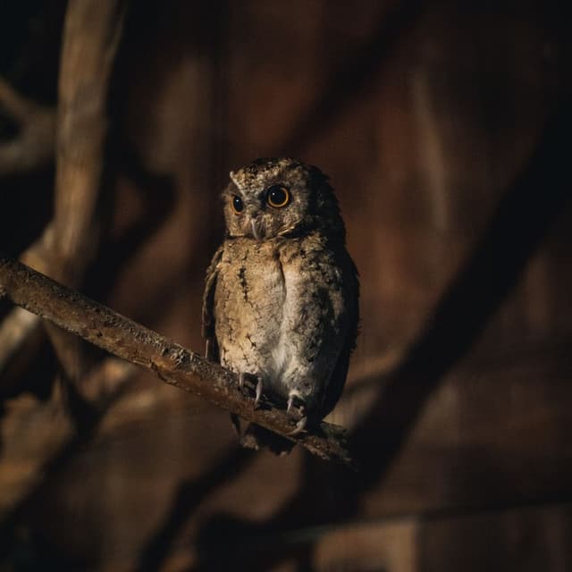 Hoot & Harmony: Owl and Wind Meditation Sounds - Owl Sounds Recordings