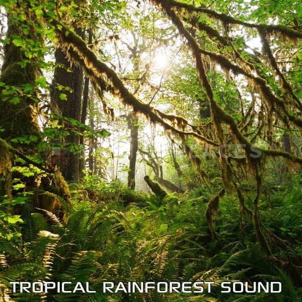Rain Sound Surround
