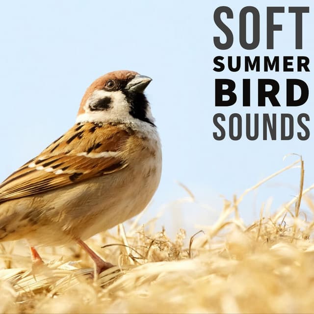 Soft Summer Bird Sounds: Nature Recordings - Natural Sound Makers