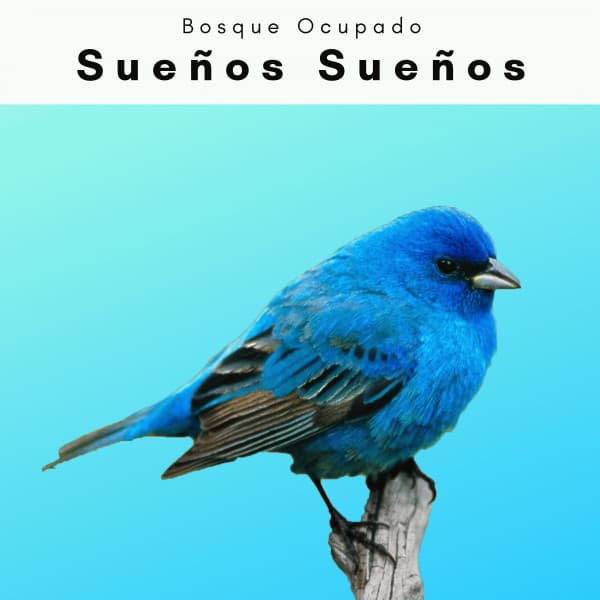 3 2 1 Sueños Sueños - Bosque Ocupado