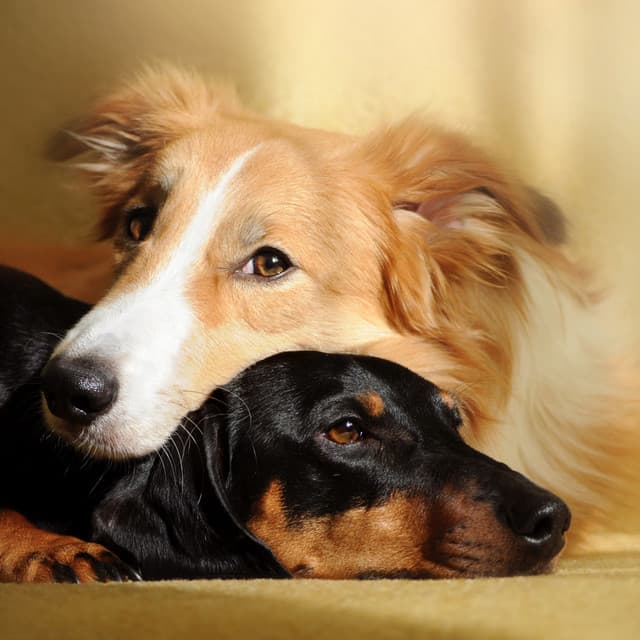 Relaxation Harmony: A Peaceful Ocean Dog Serenade - Path to Peace