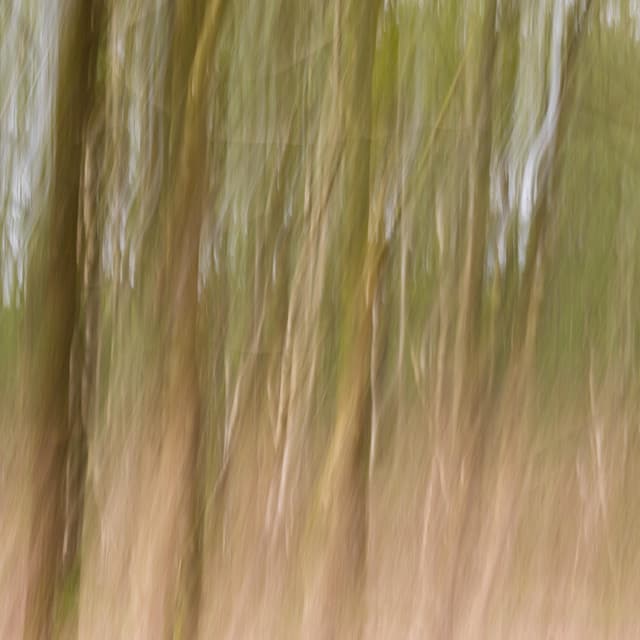 100 Wavelengths: Life Under The Stars - Nature Sound Collection