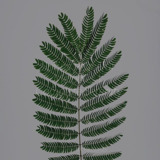 Spring Peaceful Melodies | Complete Serenity - Meditation Awareness